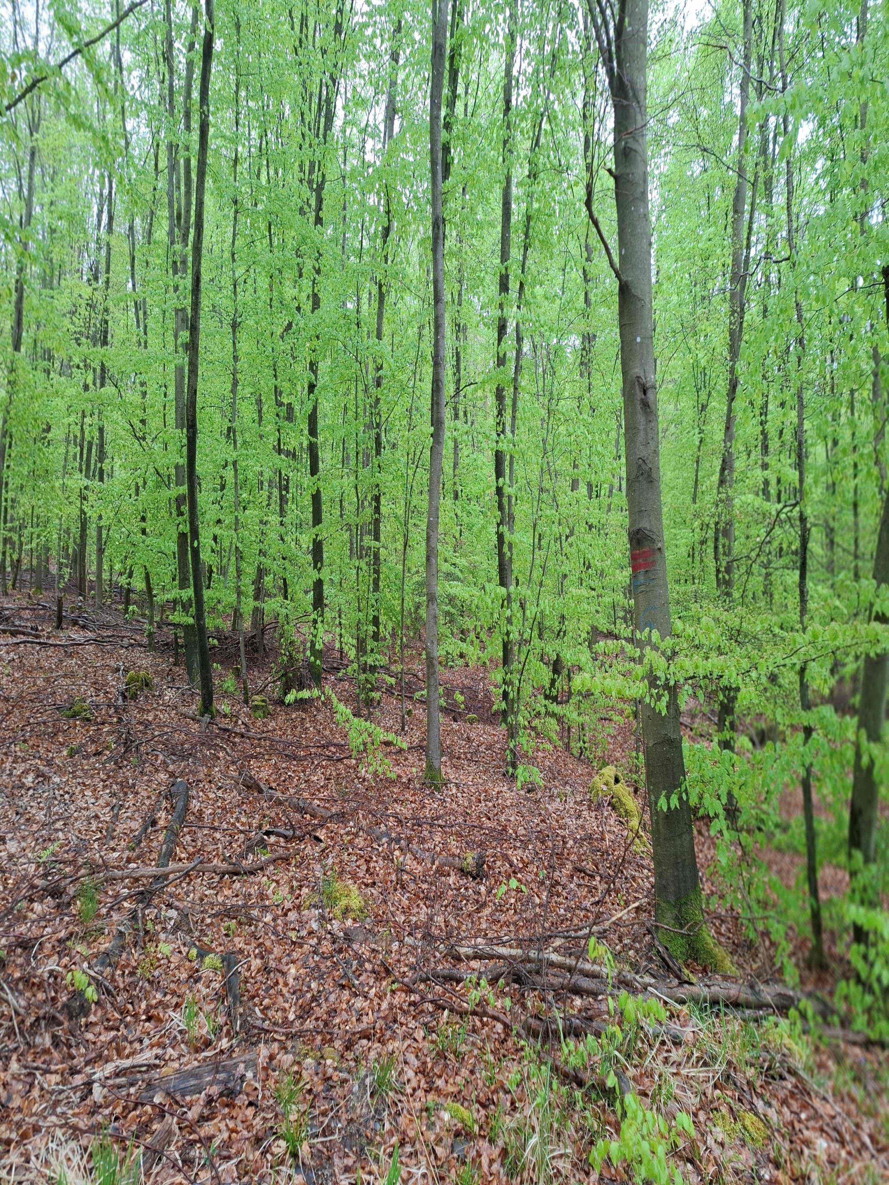 Altersklassenwald nach massivem Einschlag- Grenzweg